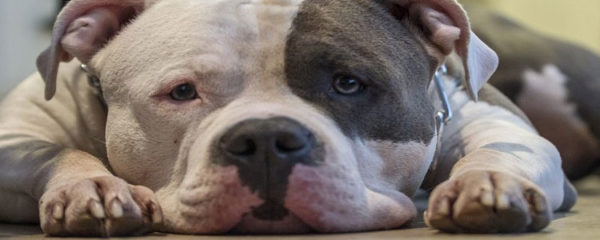 chien