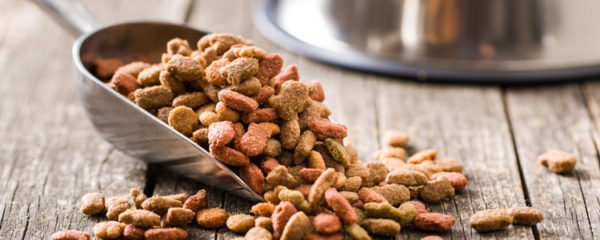 croquettes des chiens