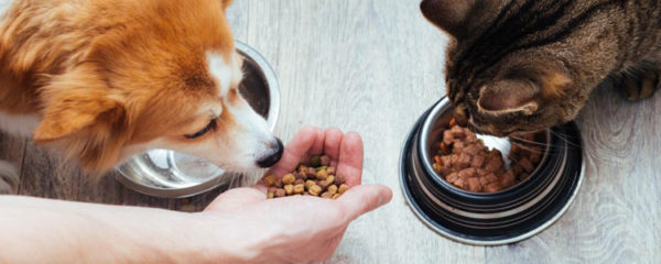 croquettes pour chiens