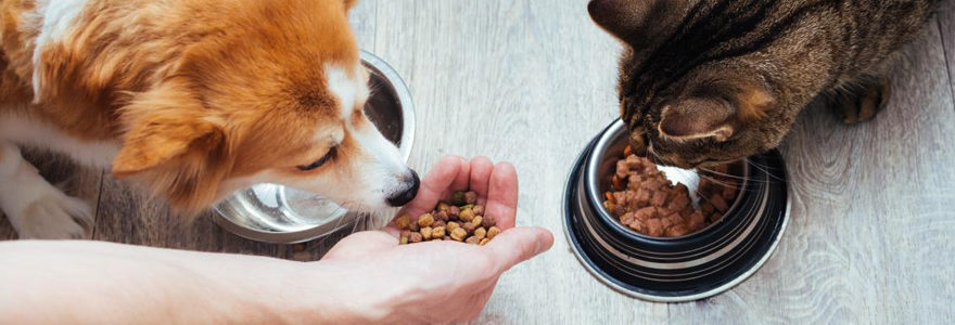 croquettes pour chiens